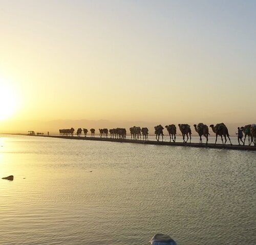 Halal salt expedition in Danakil Depression and Lake Afdera Ethiopia