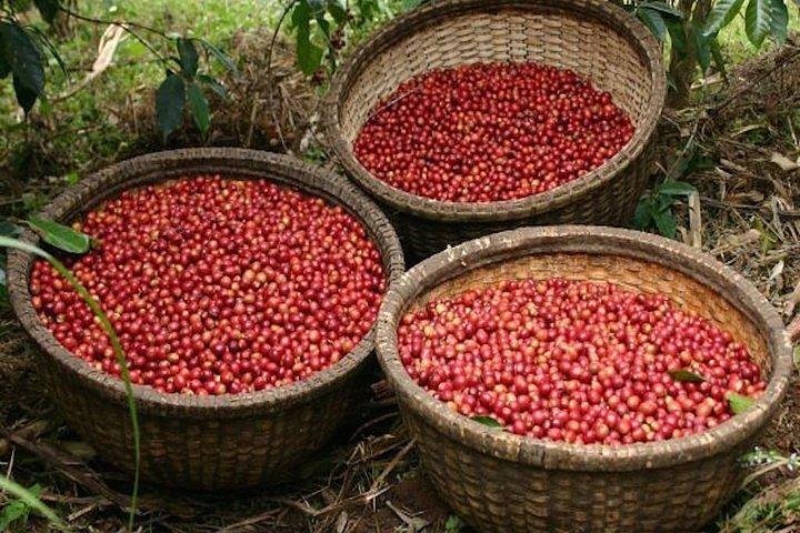 Halal coffee and heritage farm tour in Harar Ethiopia