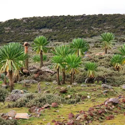 Luxury halal retreat Bale Mountains wolf trekking Ethiopia
