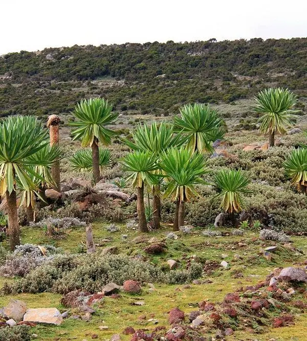 Luxury halal retreat Bale Mountains wolf trekking Ethiopia