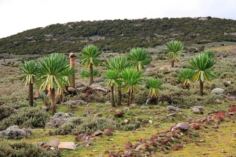 Luxury halal retreat Bale Mountains wolf trekking Ethiopia