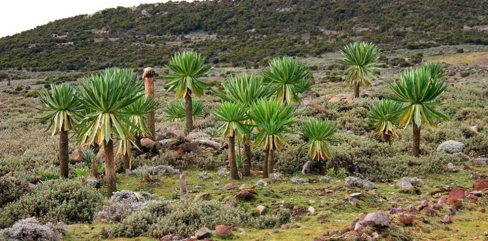 Luxury halal retreat Bale Mountains wolf trekking Ethiopia