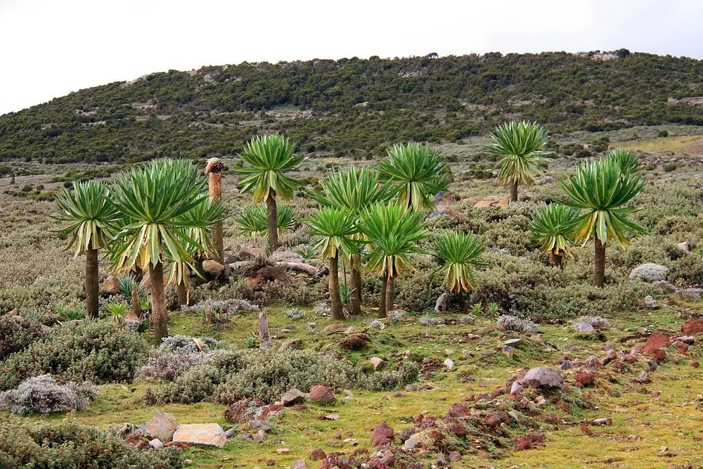 Luxury halal retreat Bale Mountains wolf trekking Ethiopia