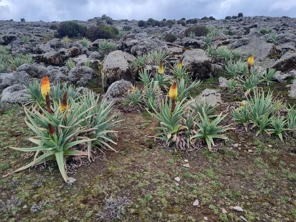 Luxury halal retreat Bale Mountains wolf trekking Ethiopia