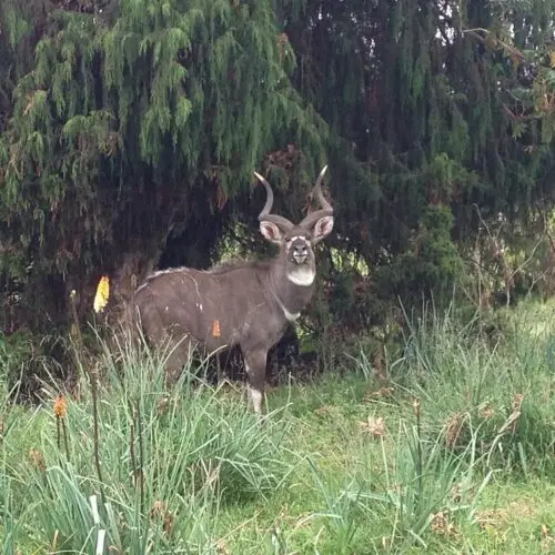 Luxury halal retreat Bale Mountains wolf trekking Ethiopia