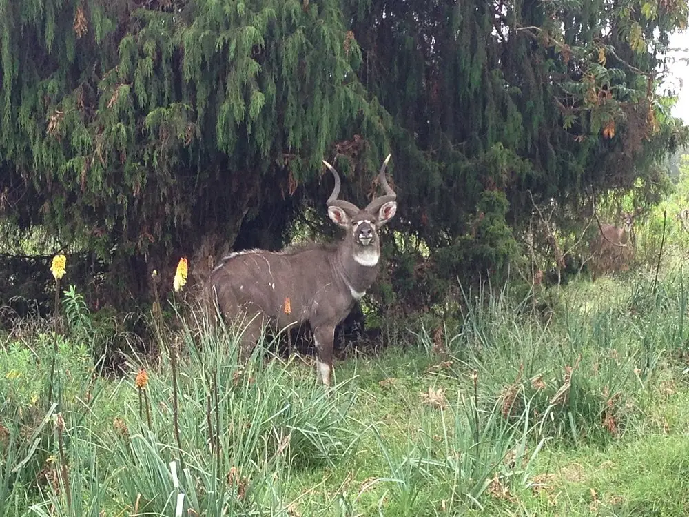 Luxury halal retreat Bale Mountains wolf trekking Ethiopia