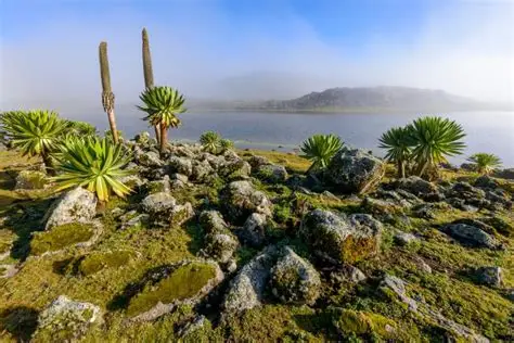 Halal nature and adventure tours in Ethiopia